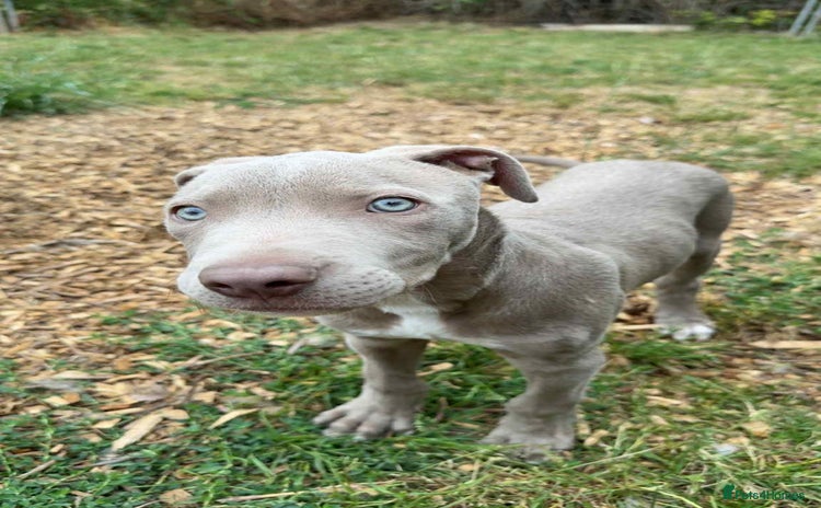 Weimaraner dogs - Advert 1