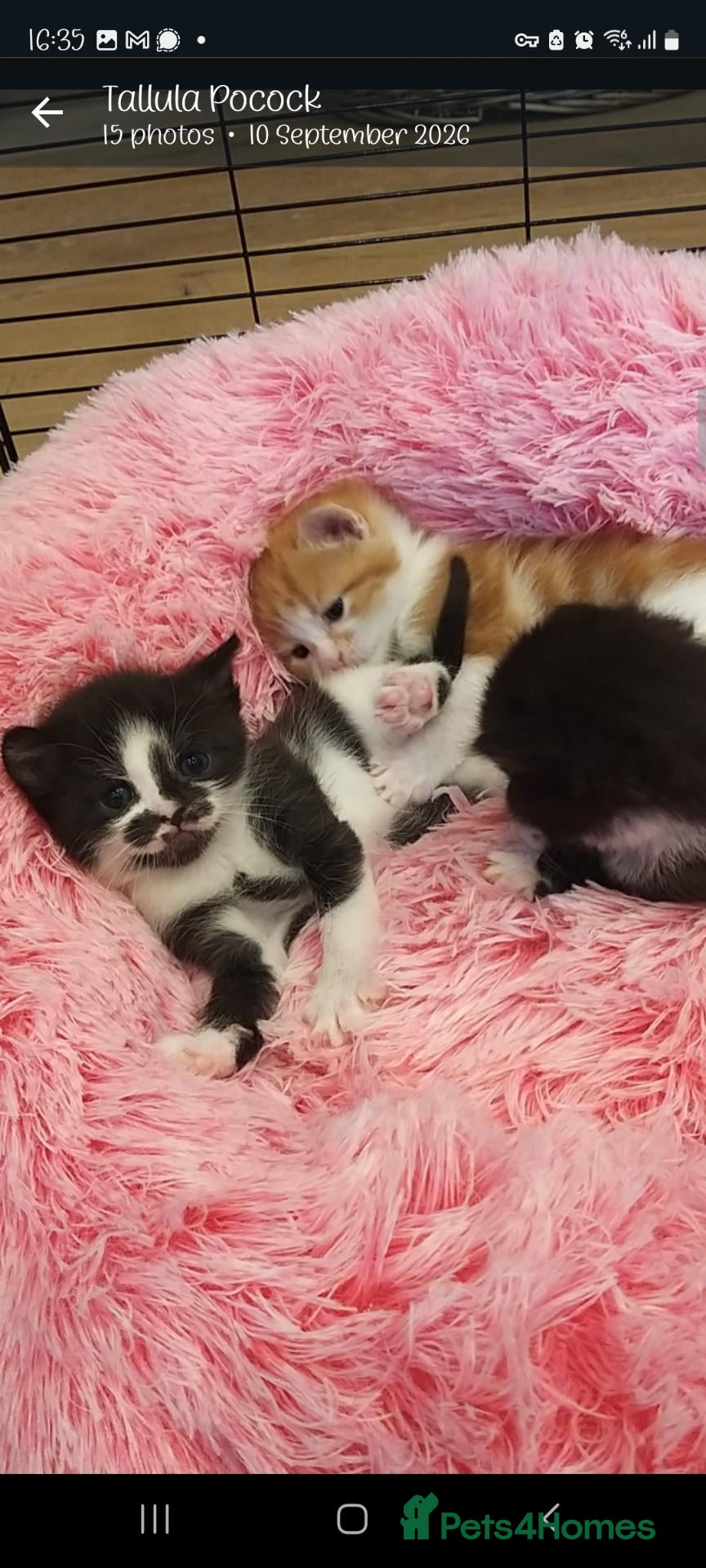 British Shorthair cats Gorgeous Domestic shorthair kittens - Advert 17
