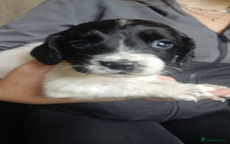 Sprocker dogs for sale: Beautiful litter of sprocker puppies - Image 22