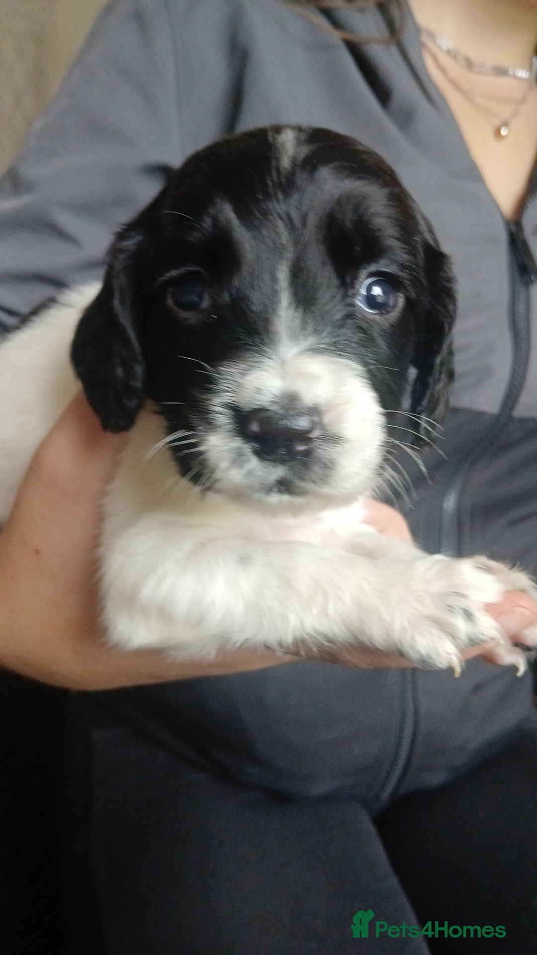 Sprocker dogs for sale: Beautiful litter of sprocker puppies - Image 22