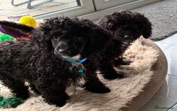 Miniature Poodle dogs for sale: Cavapoo poodle  - Image 1