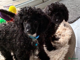 Miniature Poodle dogs - Advert 2