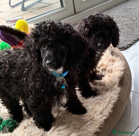 Miniature Poodle dogs - Advert 9