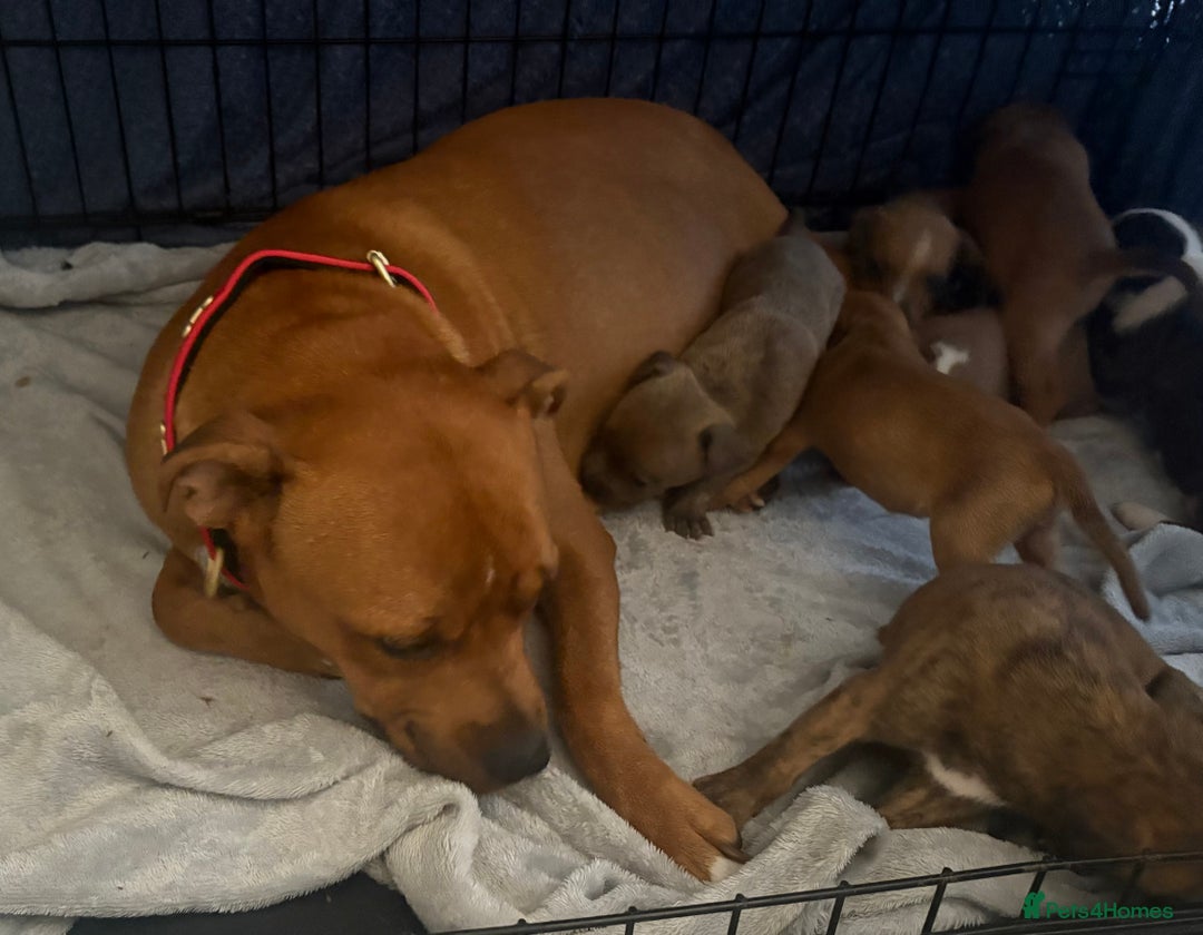 Staffordshire Bull Terrier dogs for sale: Beautiful coloured staffies - Image 18