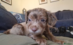 Cocker Spaniel dogs for sale: Chocolate Cocker Spaniel puppy ready to go - Image 2