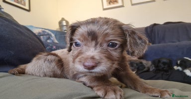Cocker Spaniel dogs - Advert 2
