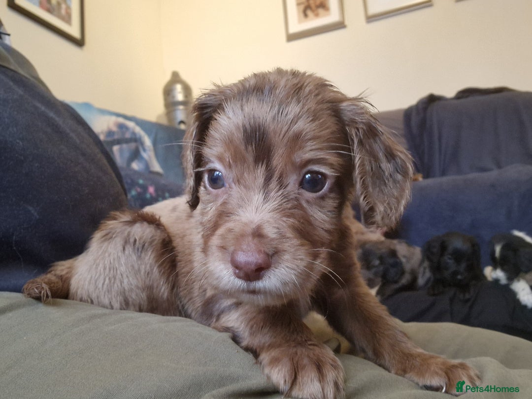 Cocker Spaniel dogs for sale: Chocolate Cocker Spaniel puppy ready to go - Image 2