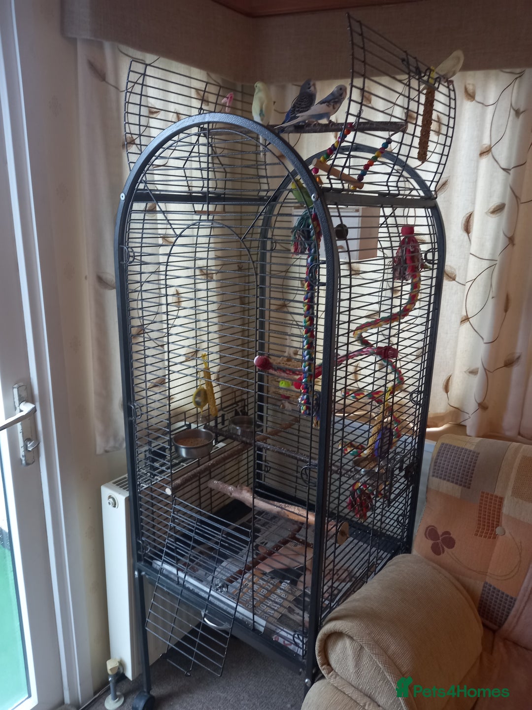 Budgerigars birds for sale: Budgies and set up  - Image 5