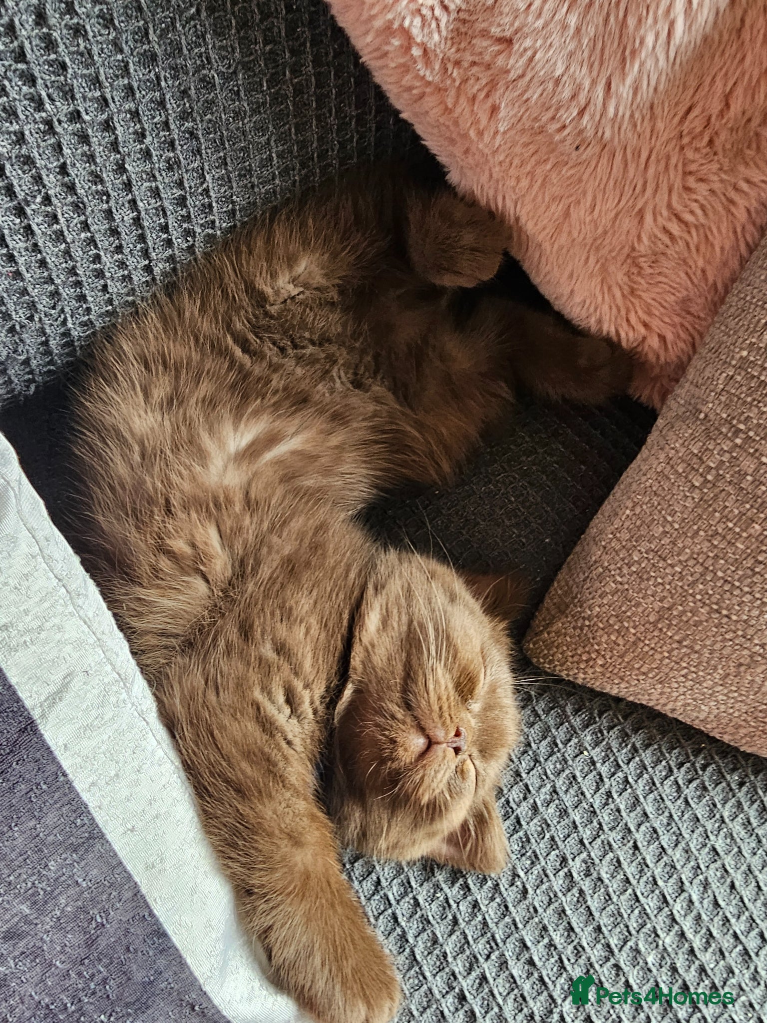 British Shorthair cats British short hairs / long hair  - Advert 2