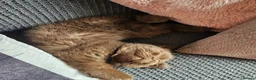 British Shorthair cats for sale: British short hairs  - Advert 2