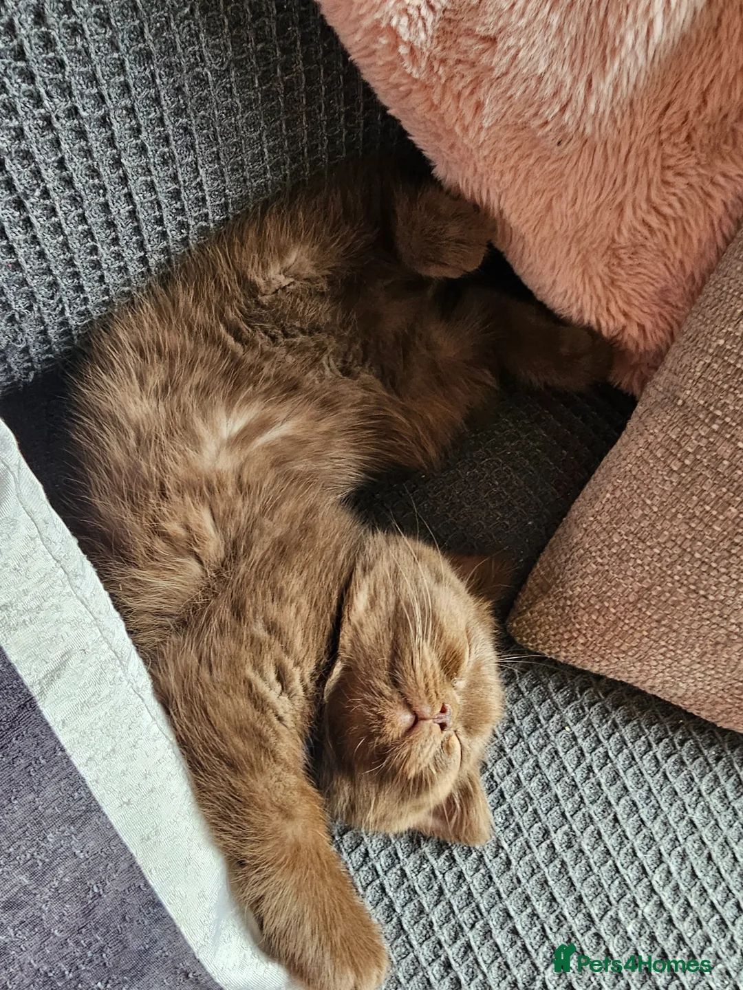 British Shorthair cats for sale: British short hairs  - Advert 2