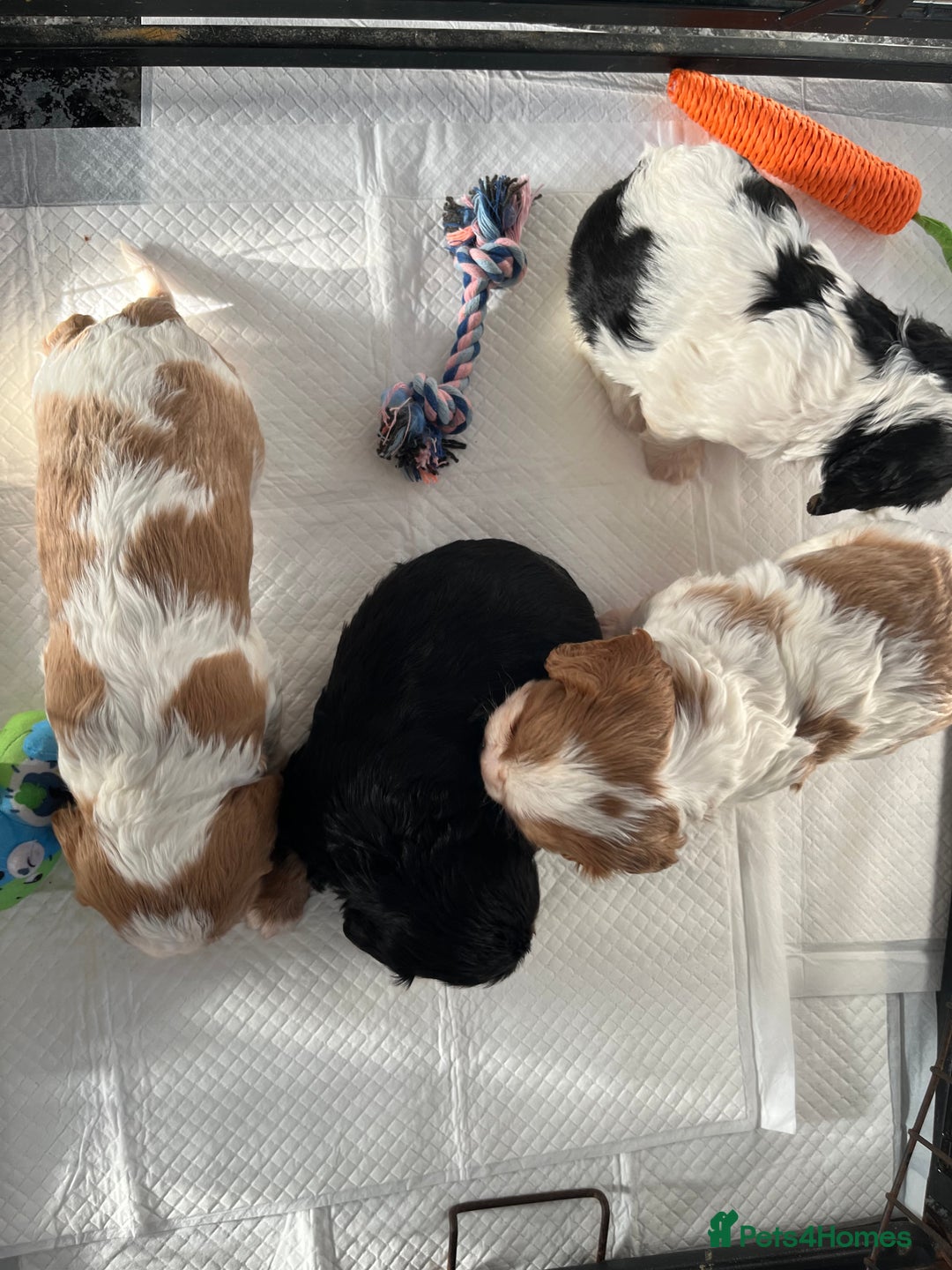 Cavalier King Charles Spaniel dogs for sale: Cavalier King Charles puppy’s  - Advert 6