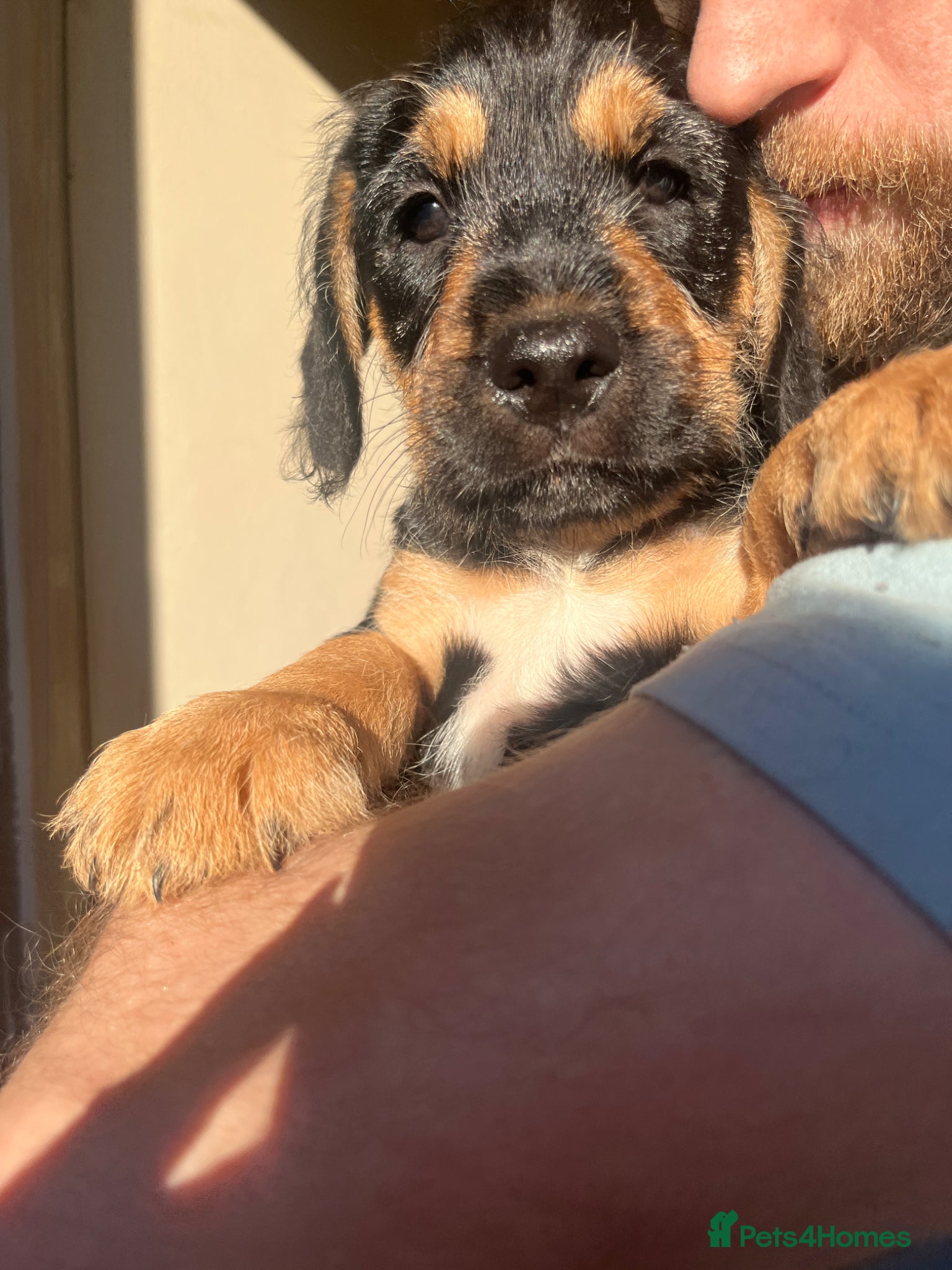 Mixed Breed dogs BEAUTIFUL COCKAPOO X STAFF PUPPYS 💙🩵 - Advert 1