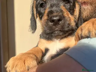 Mixed Breed dogs BEAUTIFUL COCKAPOO X STAFF PUPPYS 💙🩵 - Advert 1