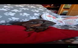 Dachshund dogs for sale: Beautiful Dachshund Puppies - Advert 19