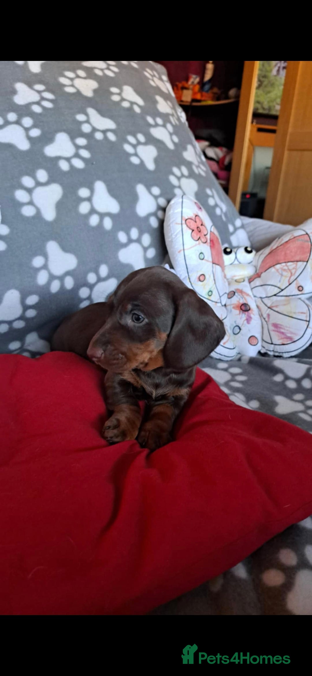 Dachshund dogs for sale: Beautiful Dachshund Puppies - Advert 19