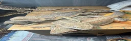 Bearded Dragon reptiles for sale: Baby Bearded Dragons - Advert 4