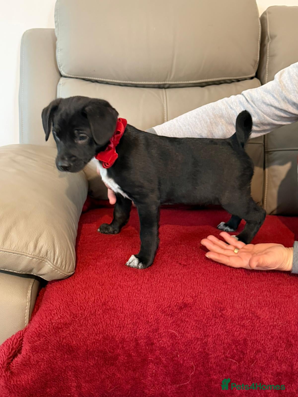 Mixed Breed dogs 🐾💛BONNIE – a Little Lady with a Big Heart💛🐾 - Advert 1