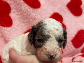 Cavapoo dogs Beautiful cavapoo puppies - Advert 6