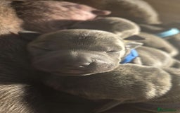 Staffordshire Bull Terrier dogs for sale: Kc reg Blue Staffordshire bull terrier puppies  - Image 9