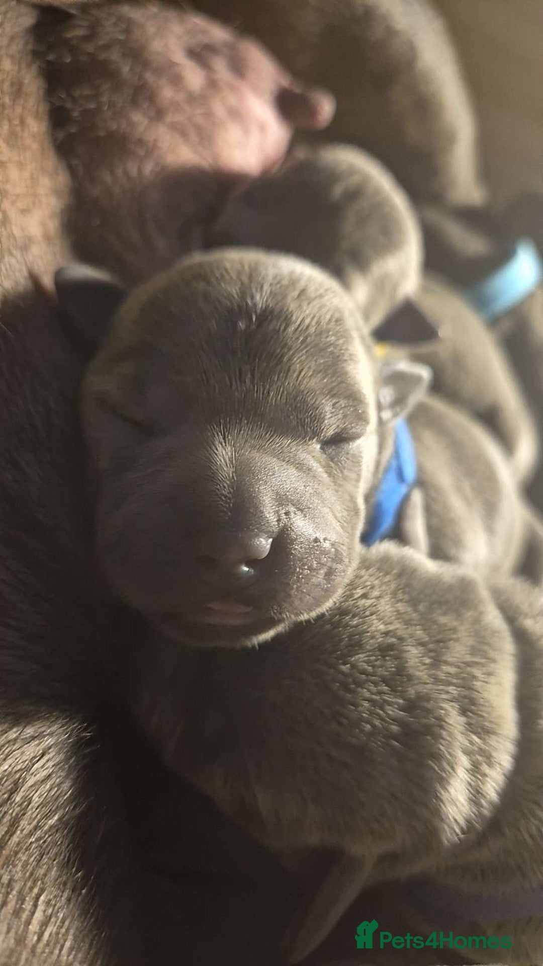 Staffordshire Bull Terrier dogs for sale: Kc reg Blue Staffordshire bull terrier puppies  - Image 9