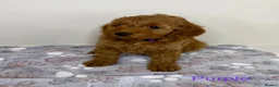 Cockapoo dogs for sale: Stunning Deep Red Cockapoo Puppies - Advert 6