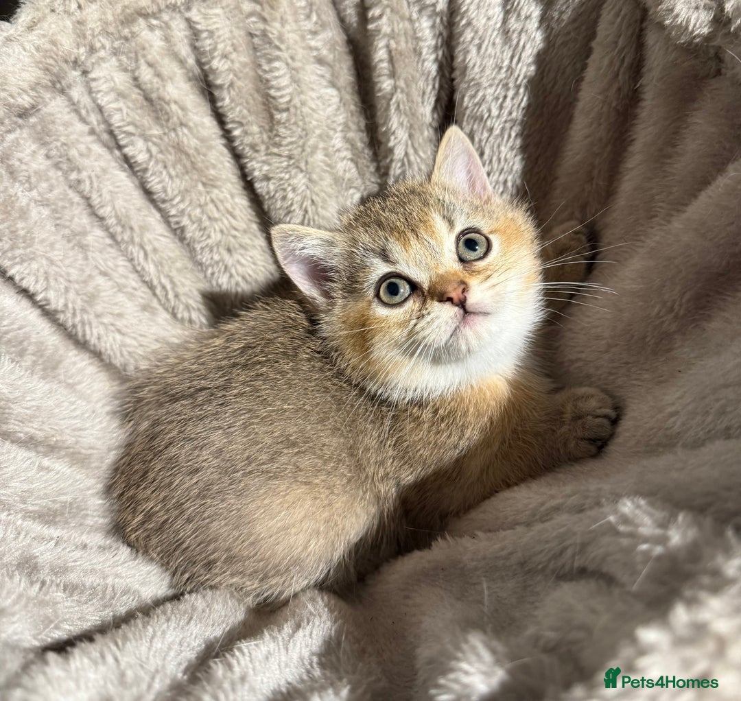 British Shorthair cats for sale: 🐾 British Shorthair Kittens — TICA Registered 🐾 - Advert 12