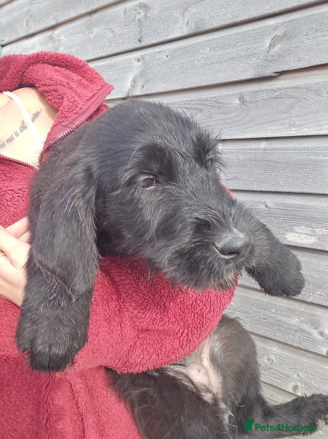 Mixed Breed dogs for sale: Giant Schnauzers x Caucasian shepherd  in Crook - Image 28