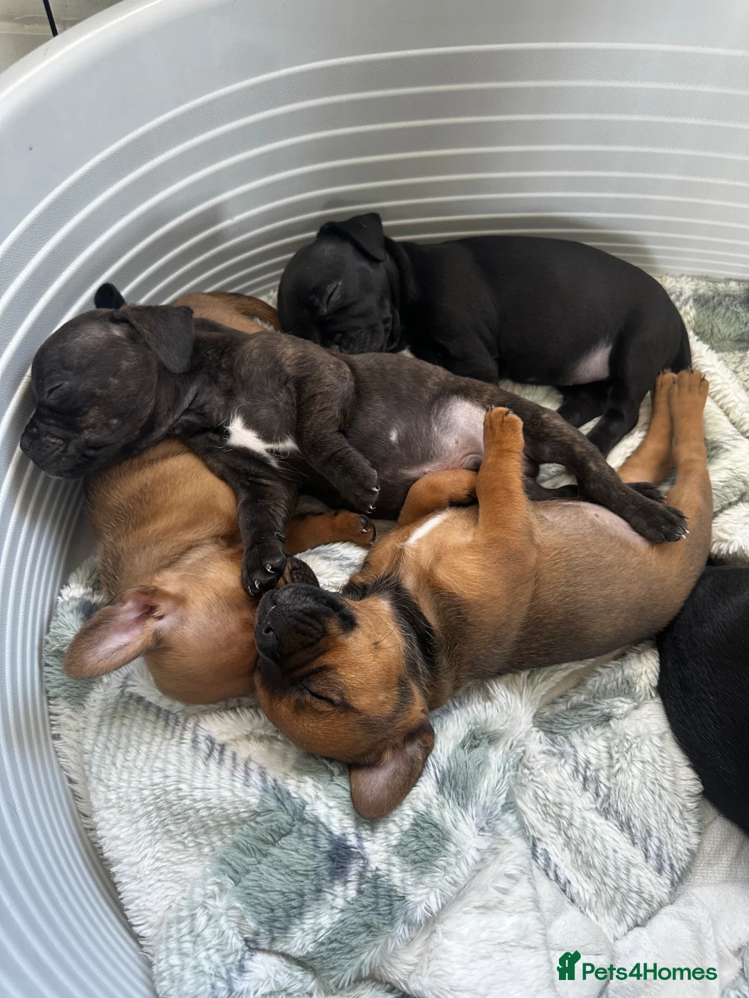 Mixed Breed dogs for sale: 6 Beautiful French Bull Jacks - Advert 2