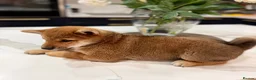 Japanese Shiba Inu dogs for sale: Exceptional Shiba Inu Puppies for Sale in London - Advert 16