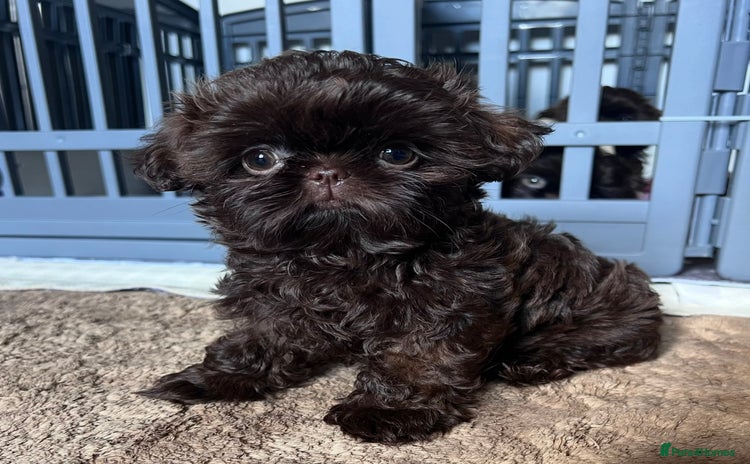 Shih Tzu dogs - Advert 2