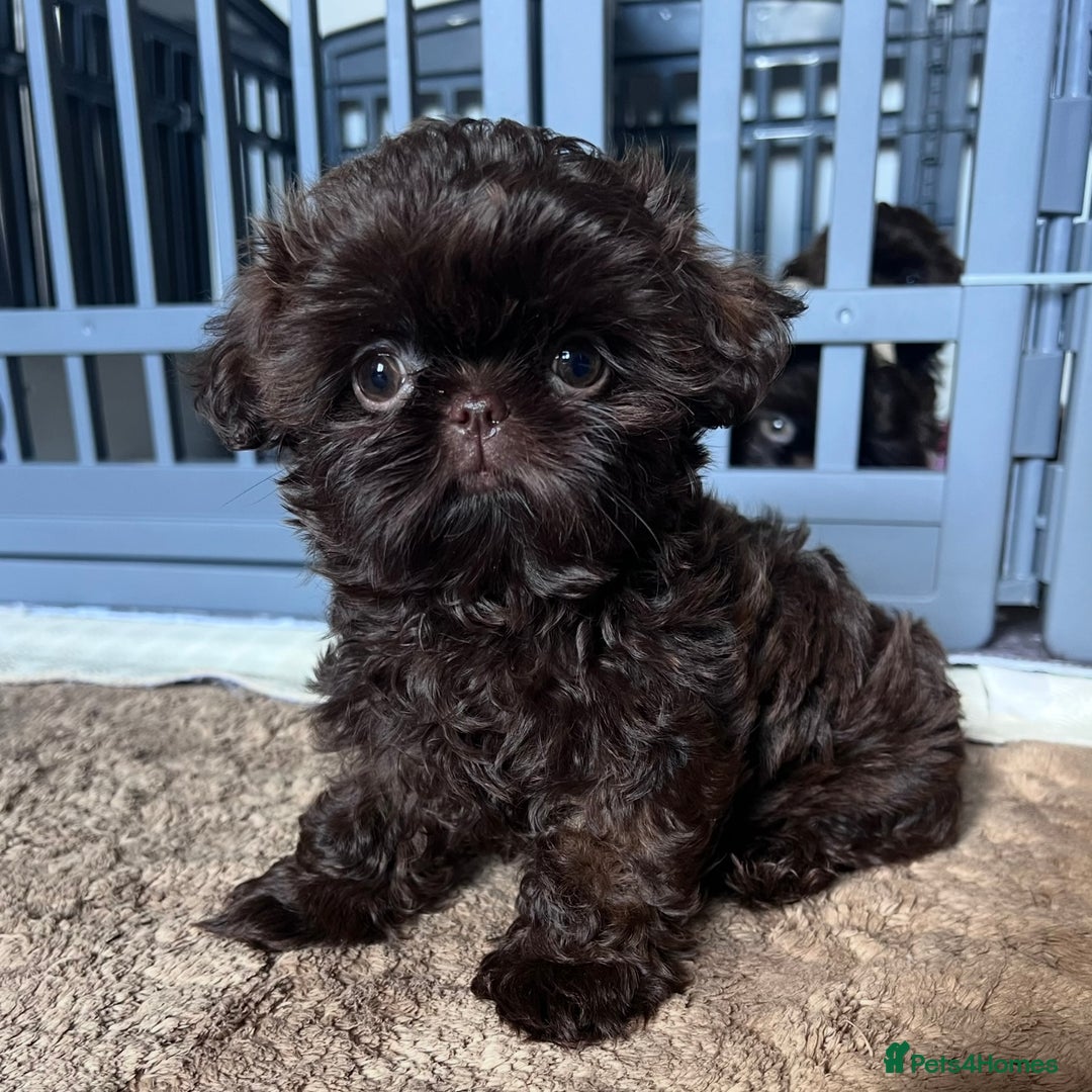 Shih Tzu dogs for sale: Stunning KC chocolate imperial Shihtzu puppies - Image 1