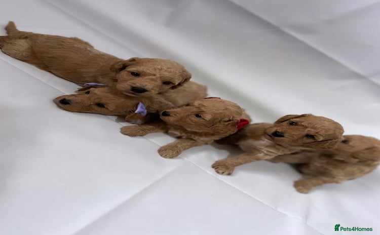 Poochon dogs - Advert 3