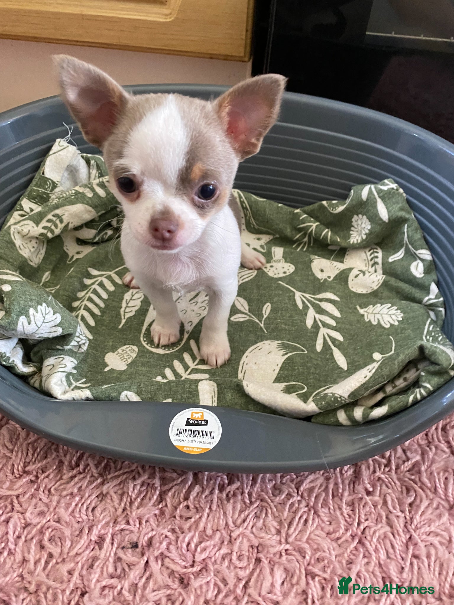 Chihuahua dogs for sale: chihuahua puppies for sale  - Advert 4
