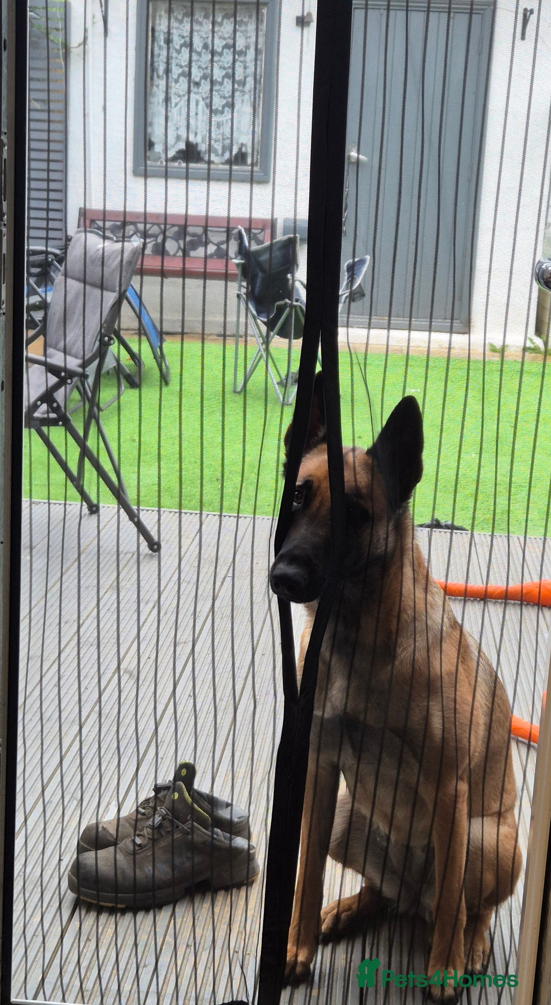 Belgian Shepherd Dog dogs for sale: Belgian Malinois is due before 5th of January - Advert 9