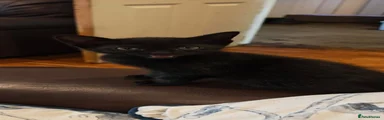 Domestic Shorthair 3