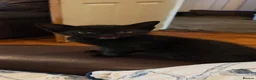 Domestic Shorthair cats for sale: Lovely Domestic short hair kittens  - Advert 4