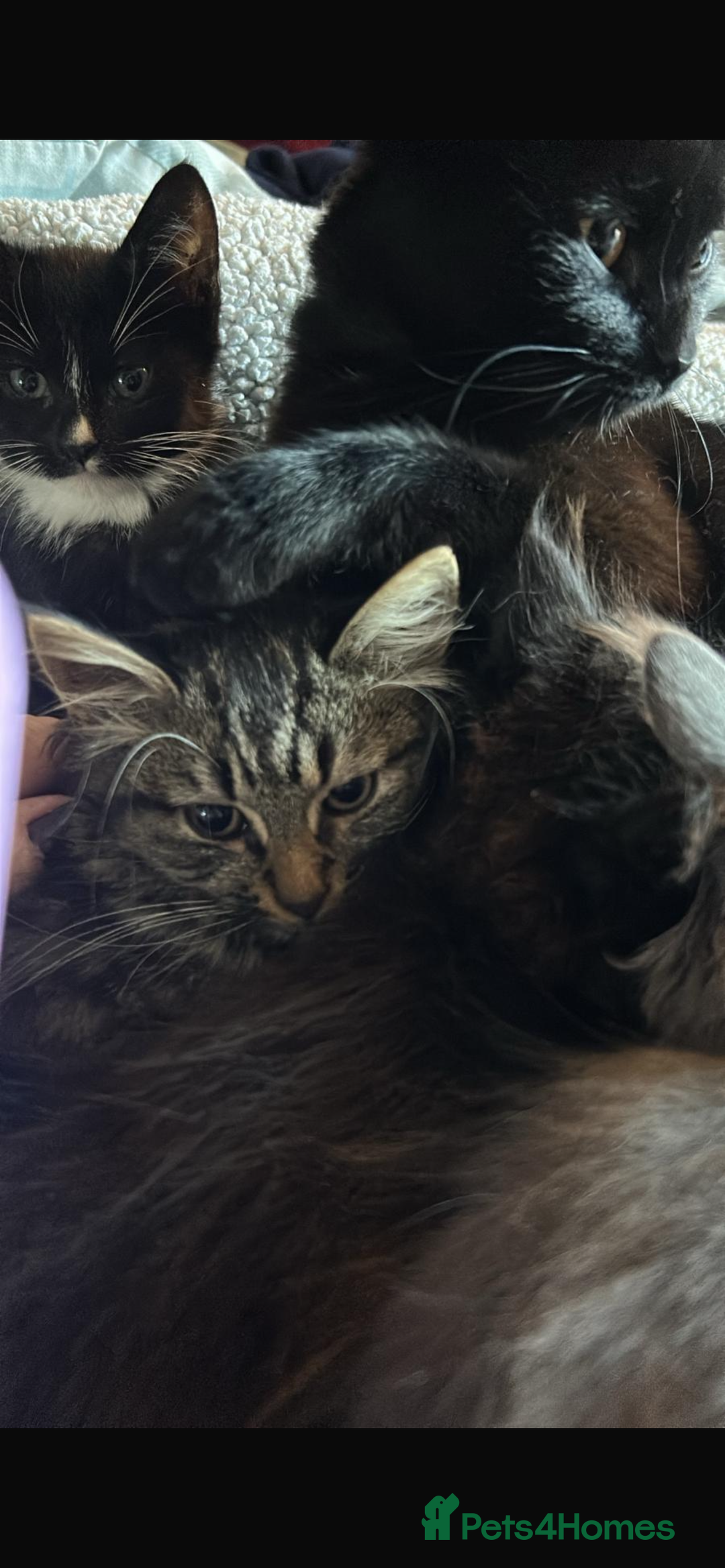 Mixed Breed cats for sale: Adorable kittens for sale  - Image 6