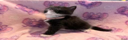Mixed Breed cats for sale: 3 GORGEOUS KITTENS LEFT READY TOMORROW  - Advert 6