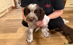 Sprocker dogs for sale: Sprocker puppies  - Image 14