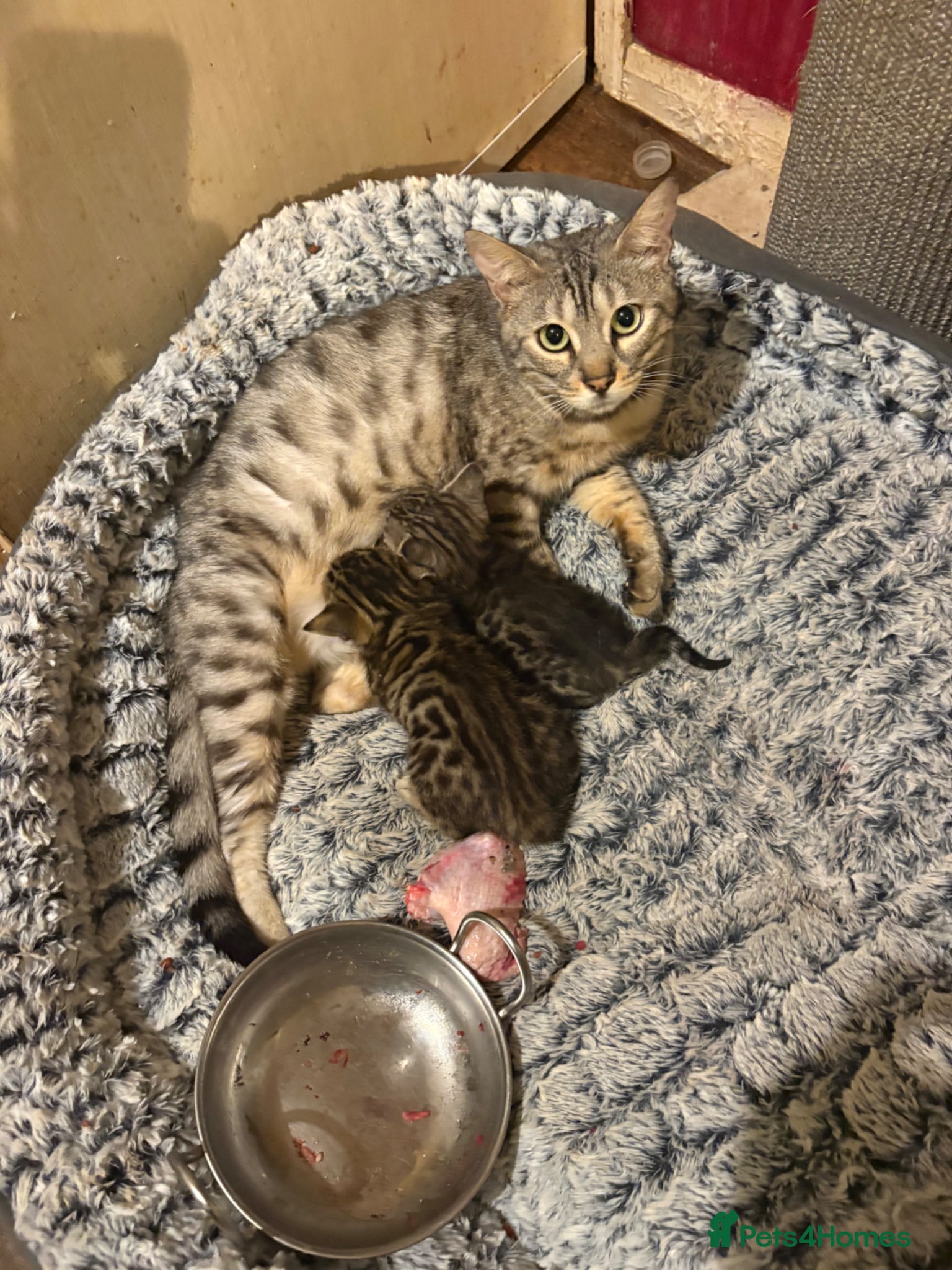 Bengal cats for sale: Bengal kittens pedigreed and registered - Advert 3