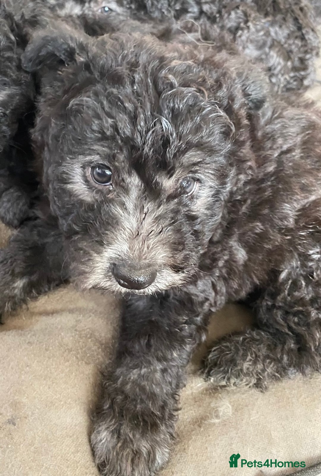 Hungarian Pumi dogs for sale: Rare Breed  - Advert 14