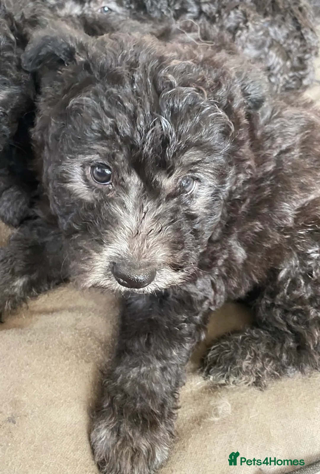 Hungarian Pumi dogs for sale: Rare Breed  - Advert 14