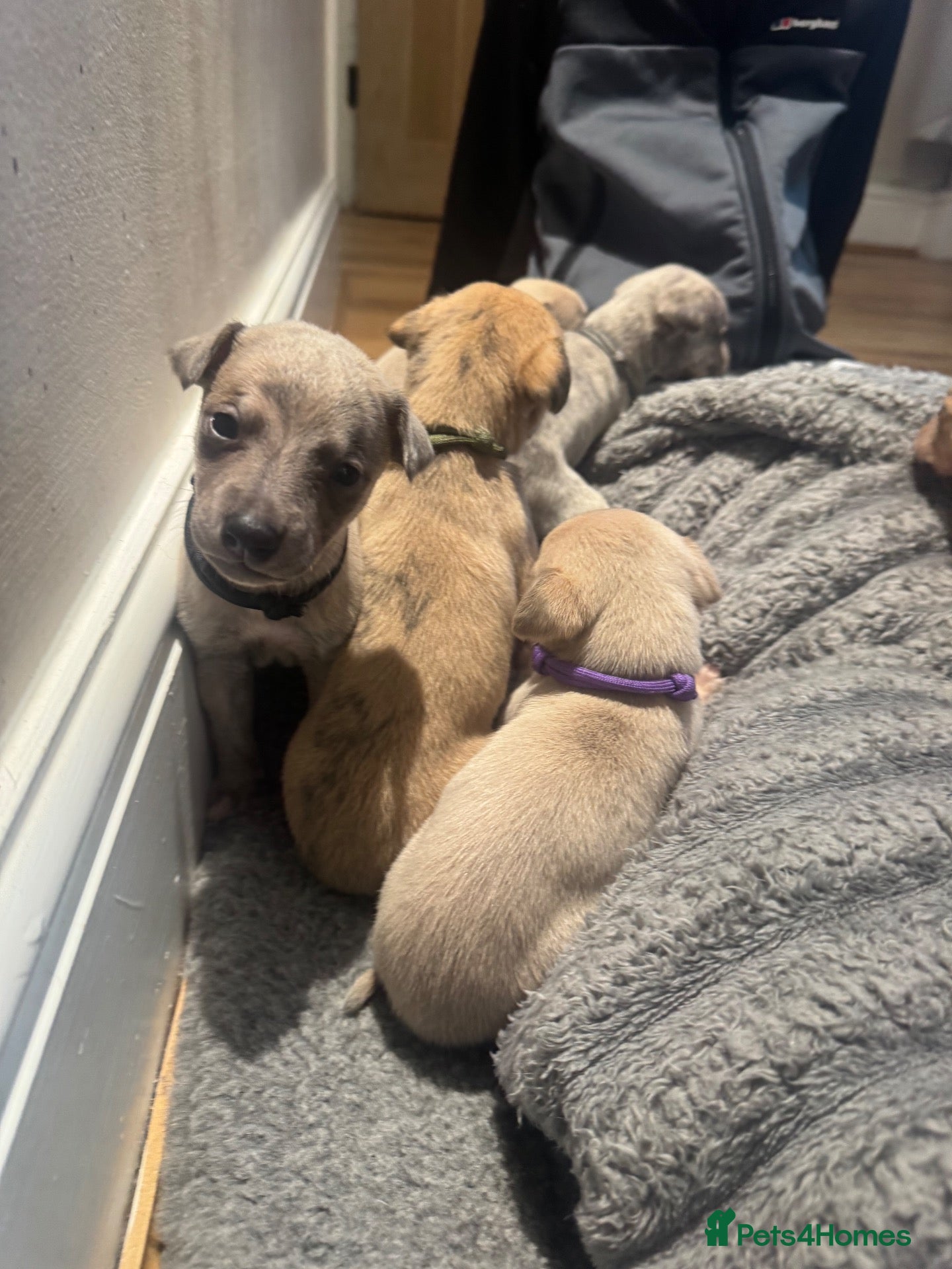 Whippet dogs Exceptional litter of KC registered whippets - Advert 7