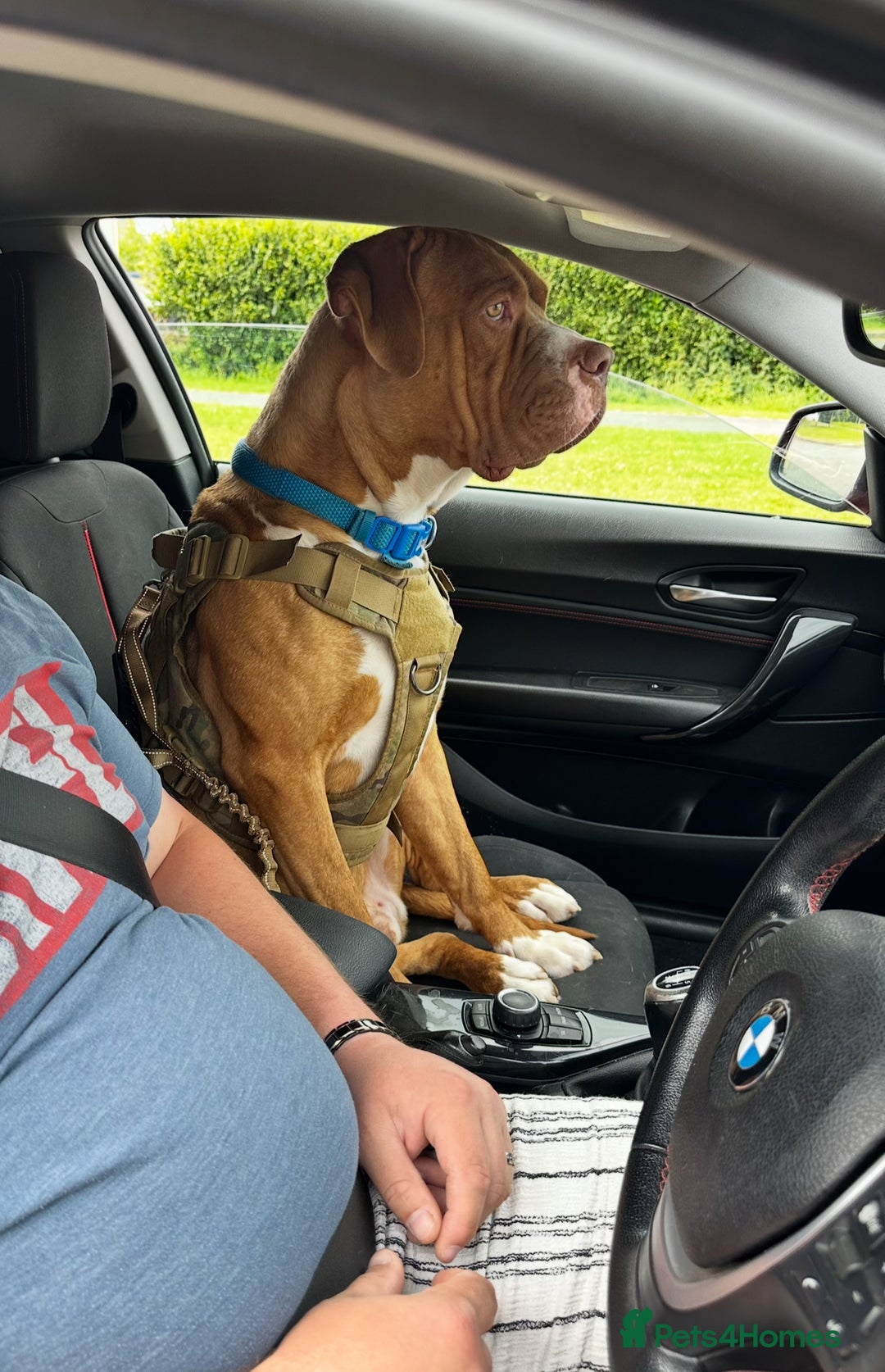 Cane Corso dogs for sale: Cane Corso - Home needed asap - video added - Image 11