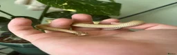 Snake reptiles for sale: Stunning superconda hognose snake male with viv - Advert 2