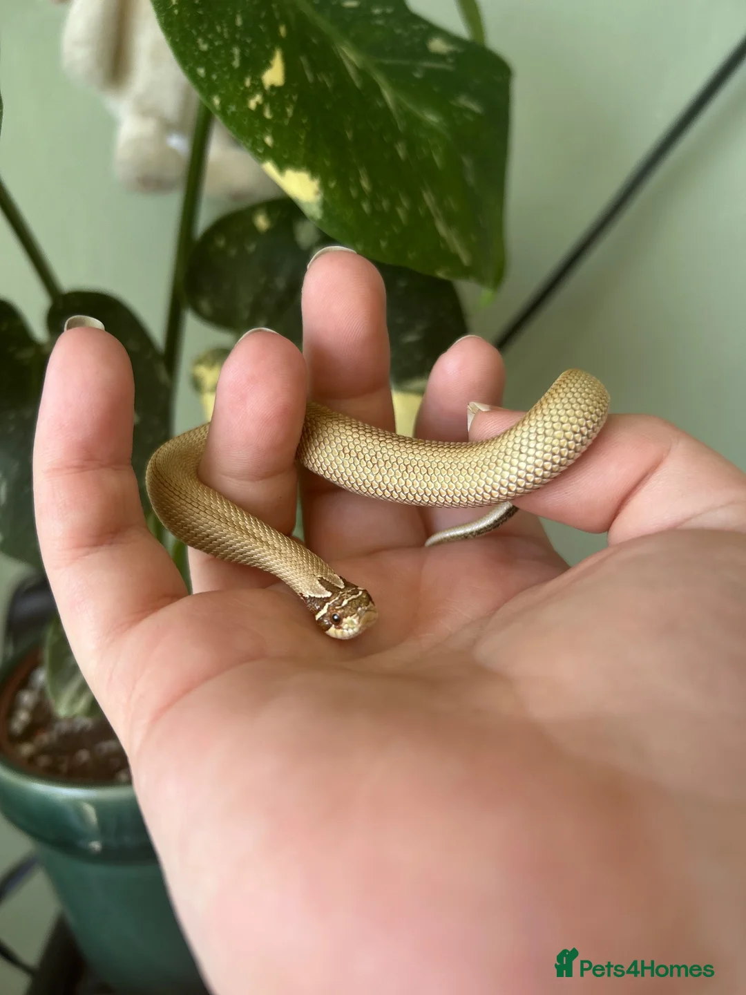 Snake reptiles for sale: Stunning superconda hognose snake male with viv - Advert 2