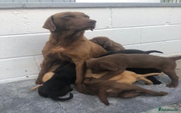 Labrador Retriever dogs for sale: Labrador puppys - Image 1