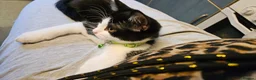 Mixed Breed cats for sale: Scotish folds mix - Advert 6