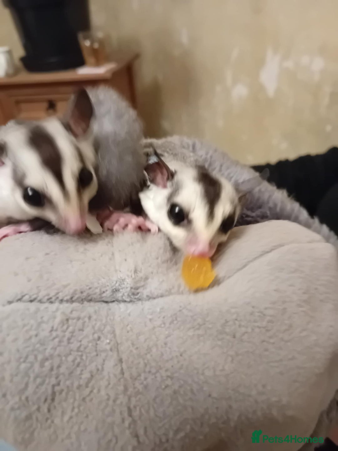 Sugar Glider rodents for sale: Male and female whiteface x £200 each. - Image 2